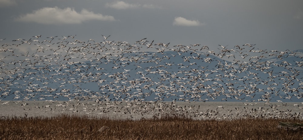 flock of birds flying over brown grass field during daytime