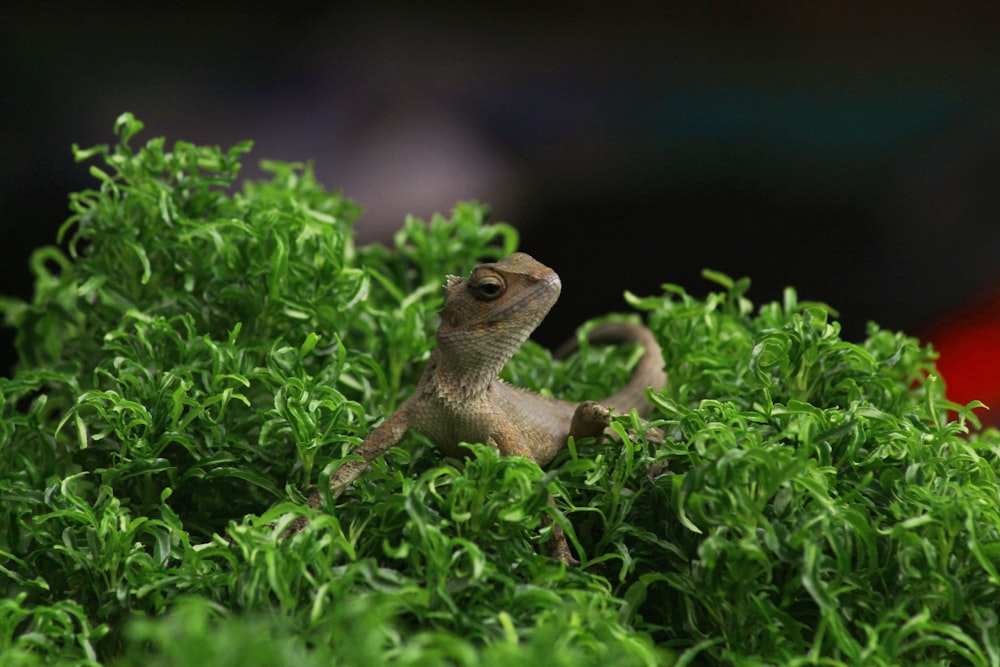 brown lizard on green grass during daytime