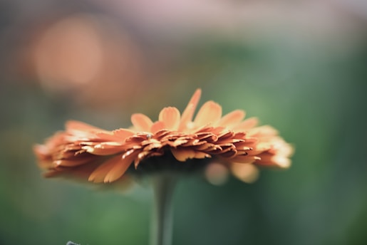 orange flower in tilt shift lens