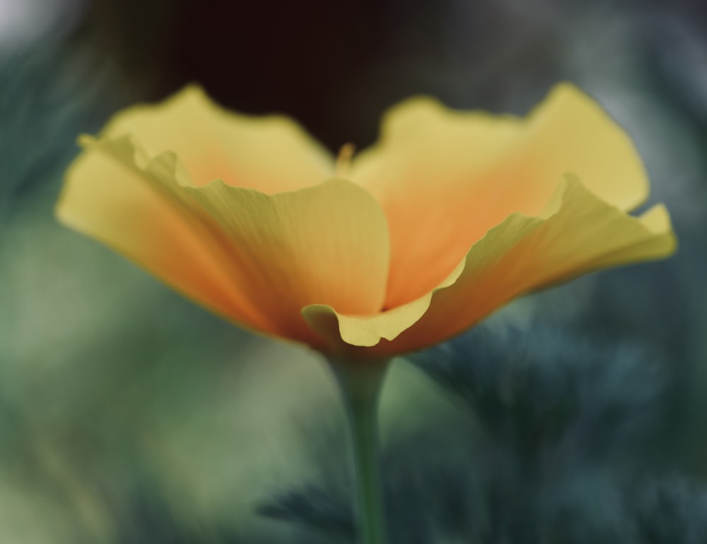 yellow flower in tilt shift lens