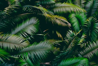 green palm tree during daytime