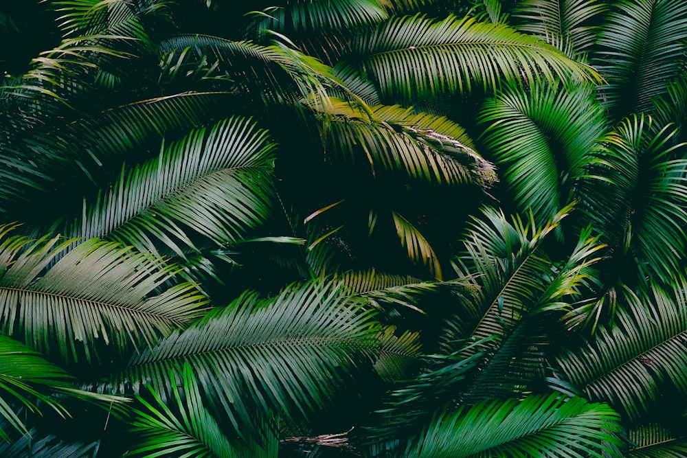 Jungle Leaves Pictures  Download Free Images on Unsplash