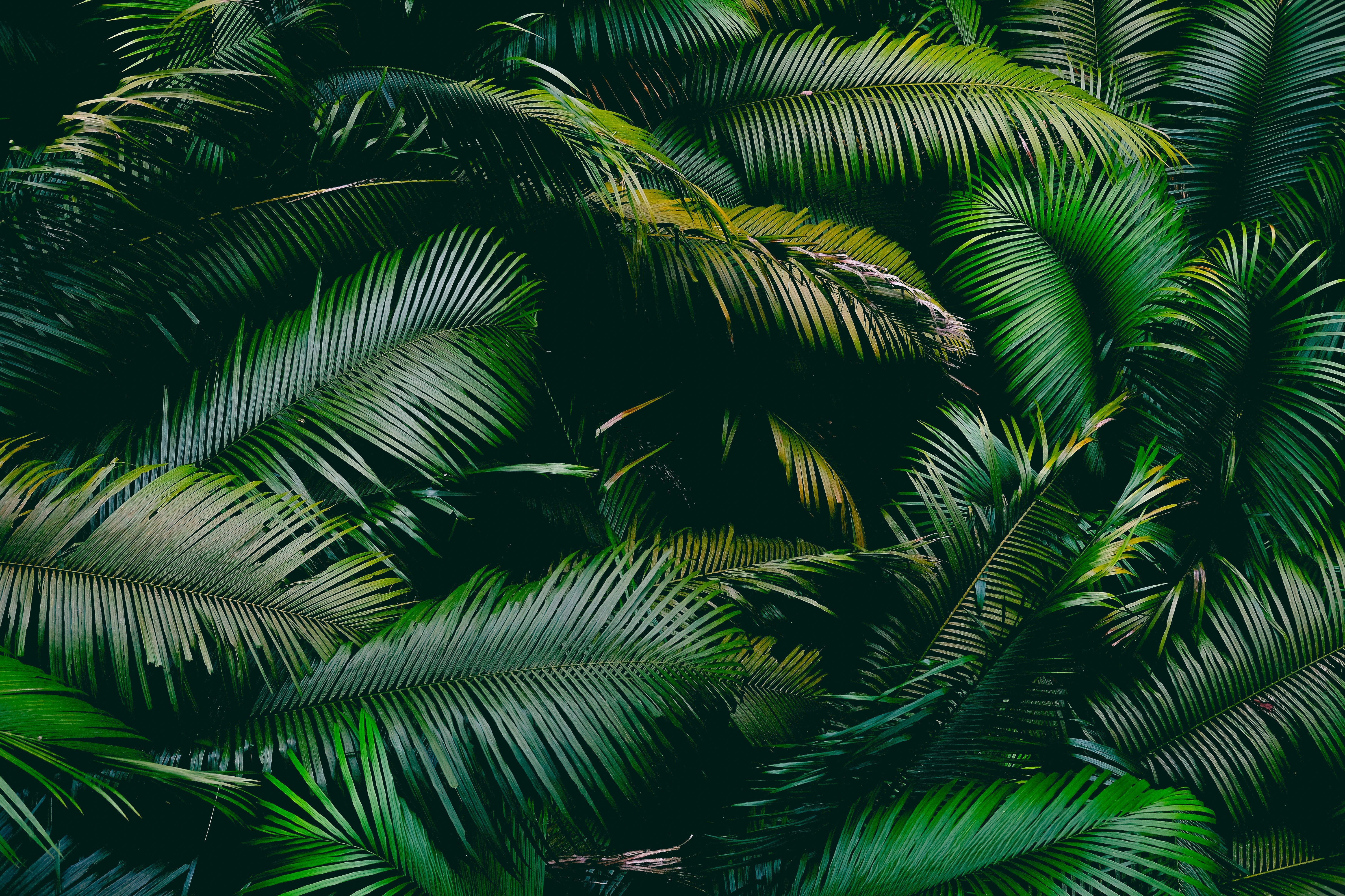 Nature produces the most astoundingly beautiful images: the swirling lava of a volcano, palm trees against a blue sky, snow-capped mountains towering above. Unsplash has magnificent , high-quality photos of all the delights that nature has to offer.