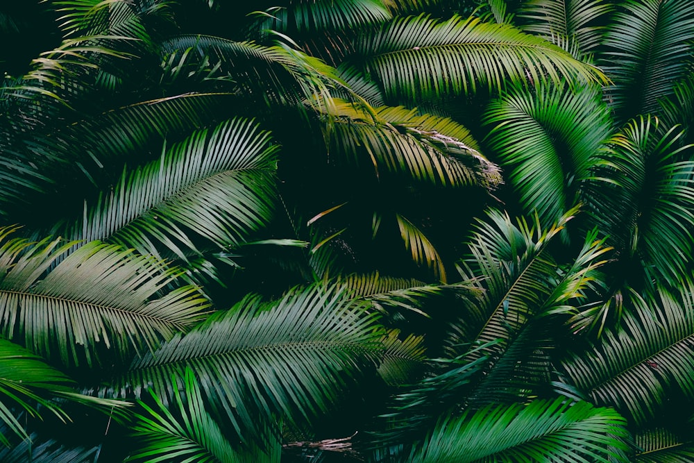 Palmera verde durante el día