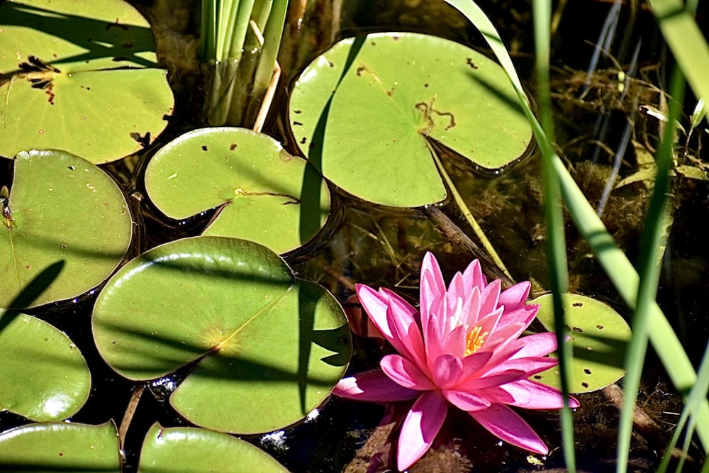 pink lotus flower on water