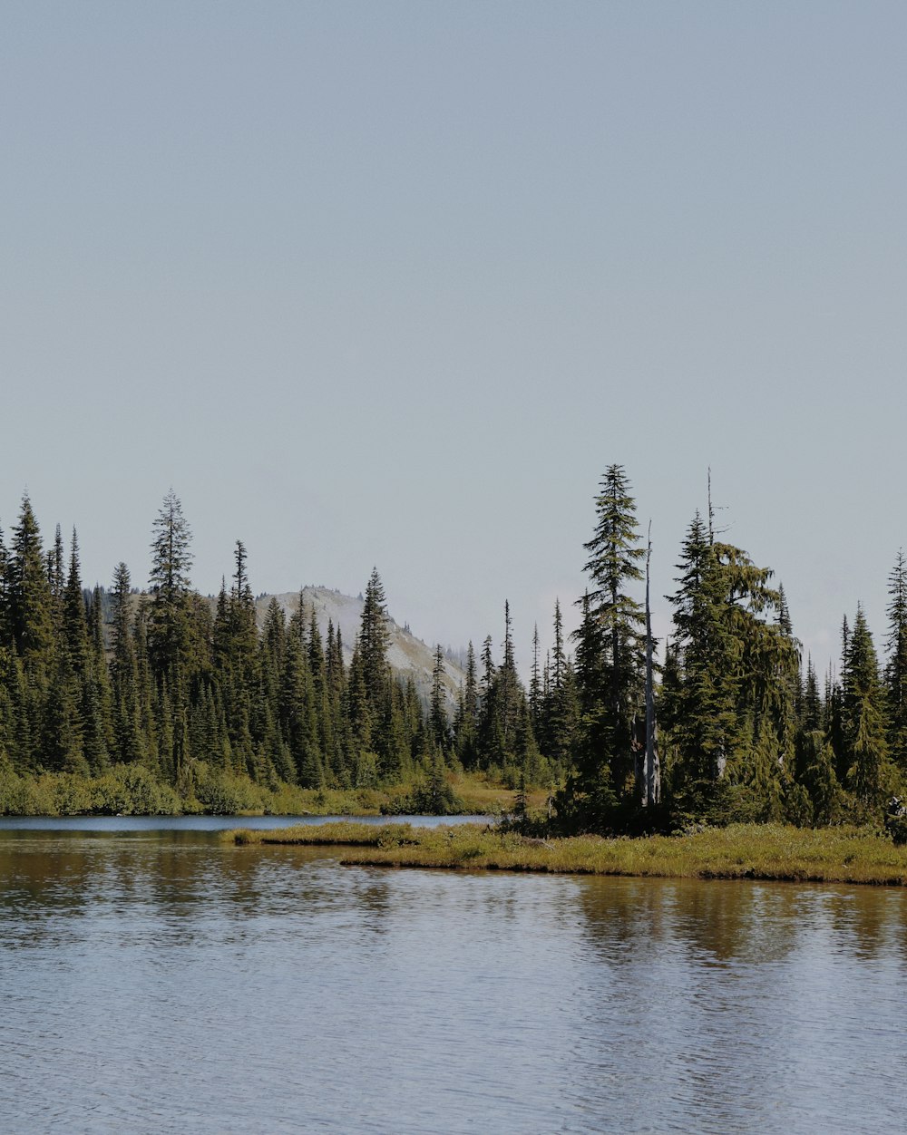 green trees beside body of water during daytime