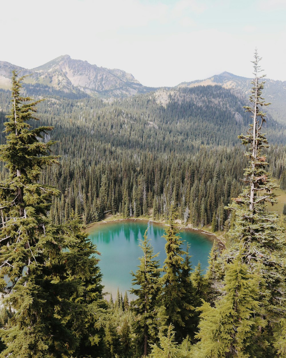 green pine trees near lake during daytime