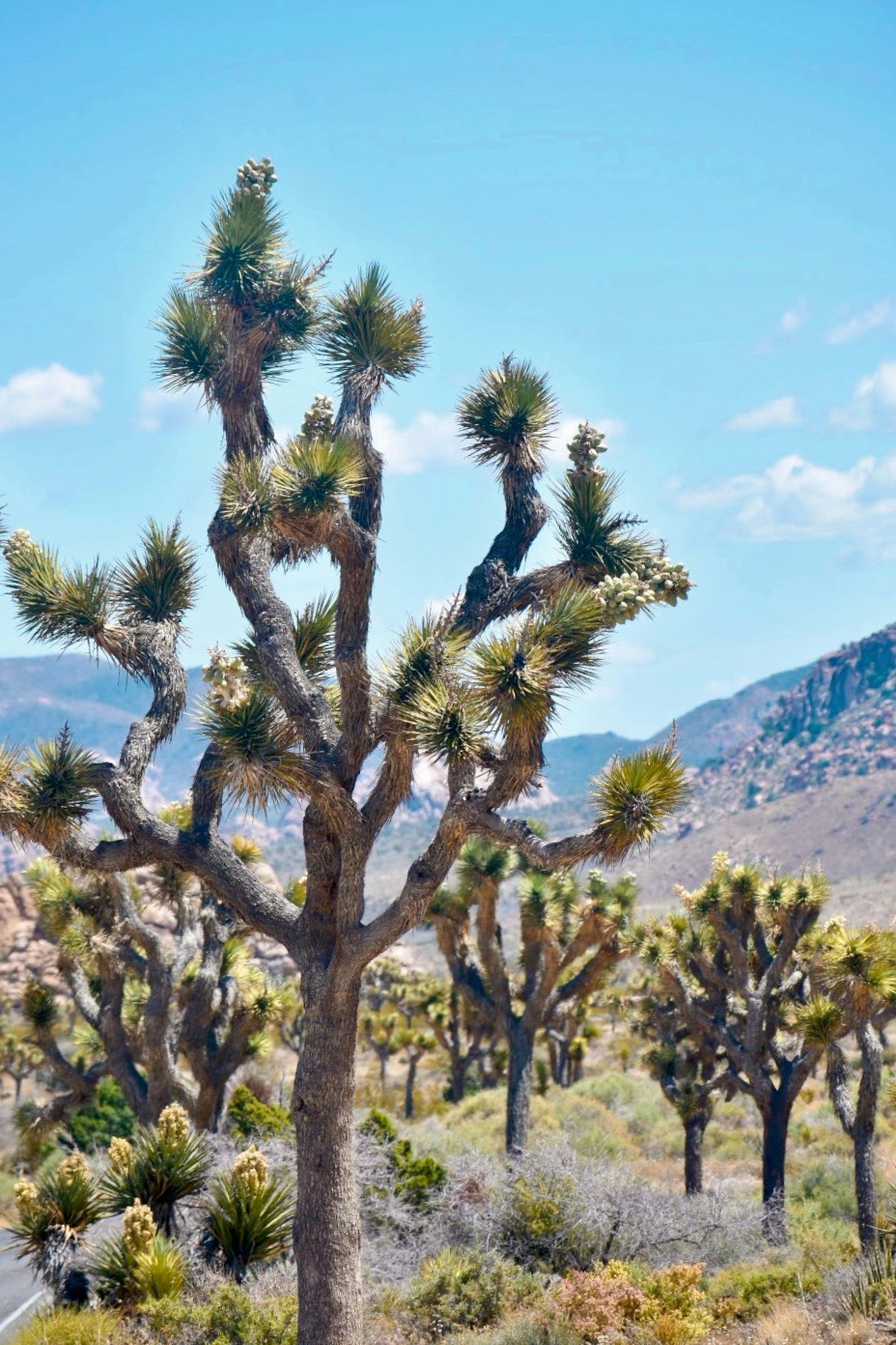 Photo by brieshmiesh