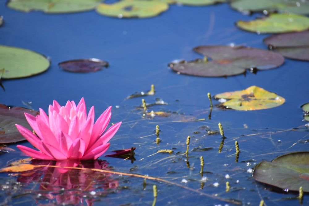 pink water lily on water