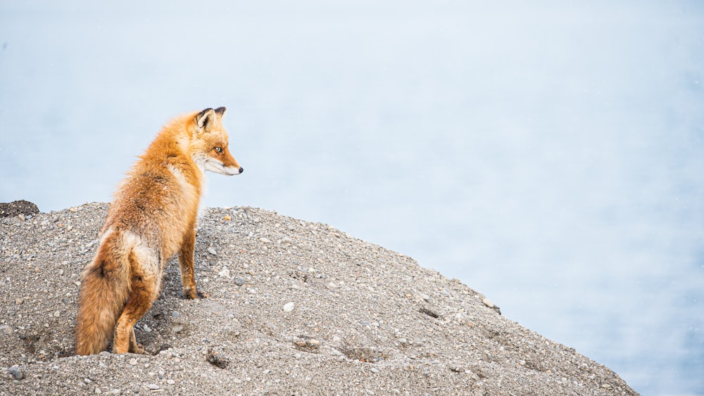 brown fox on gray rock