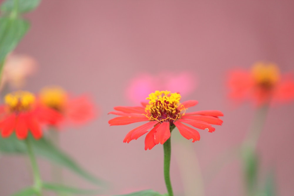 yellow and red flower in tilt shift lens