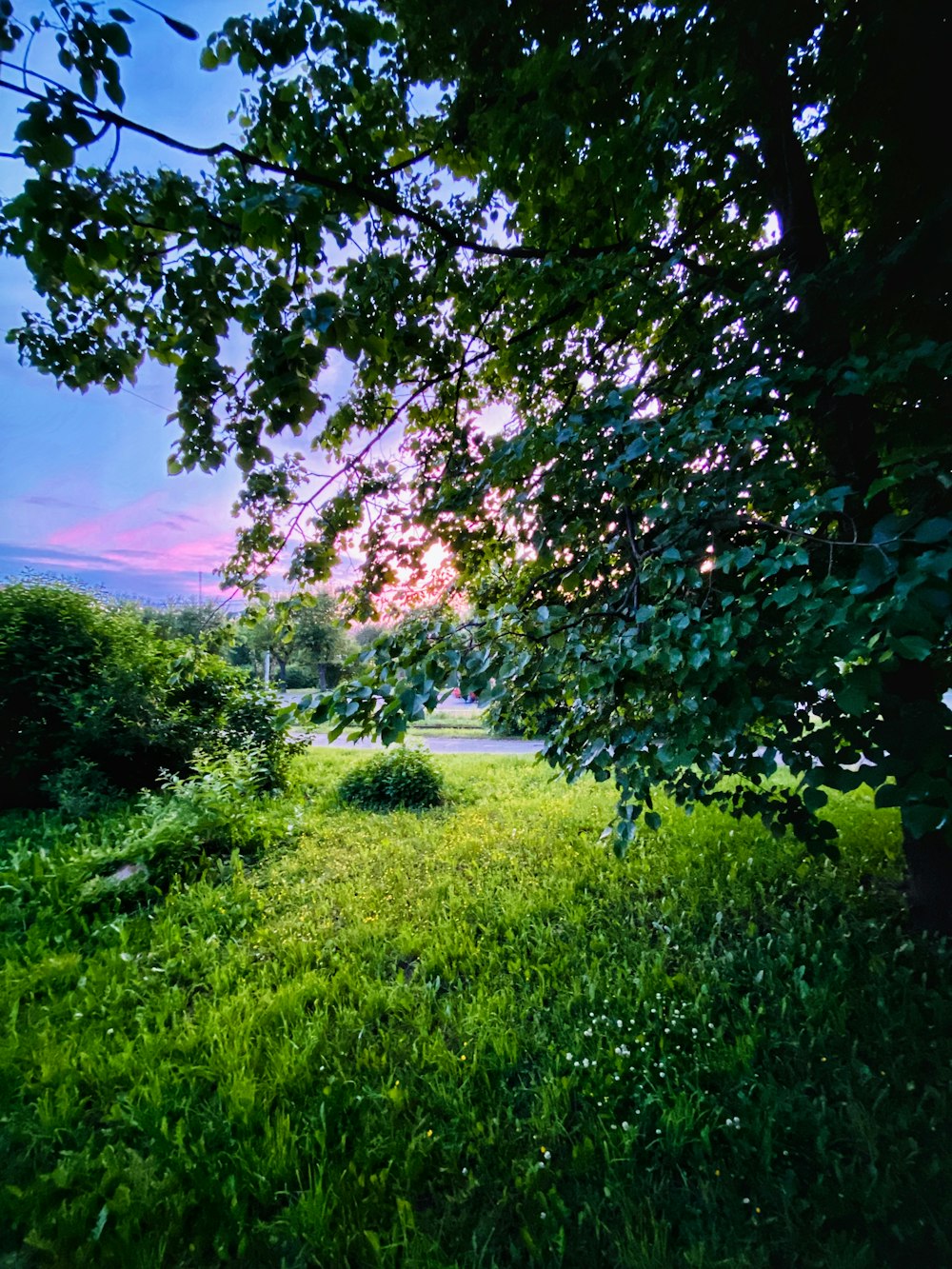 green grass field under blue sky during daytime