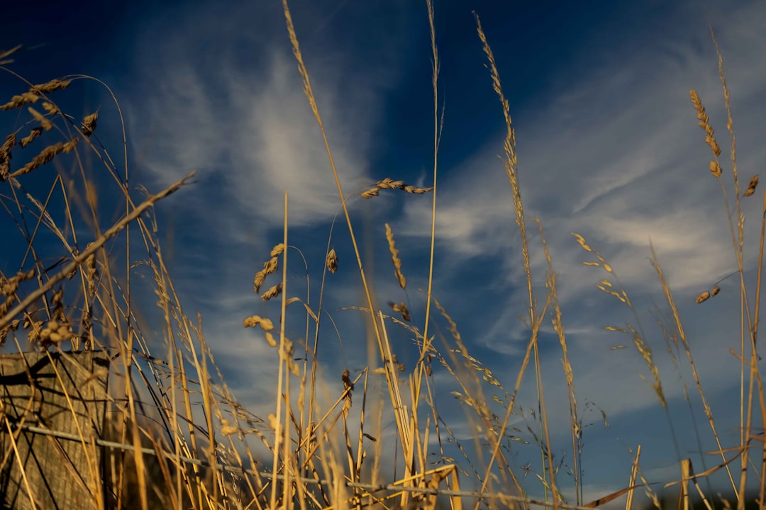 brown grass under blue sky during daytime