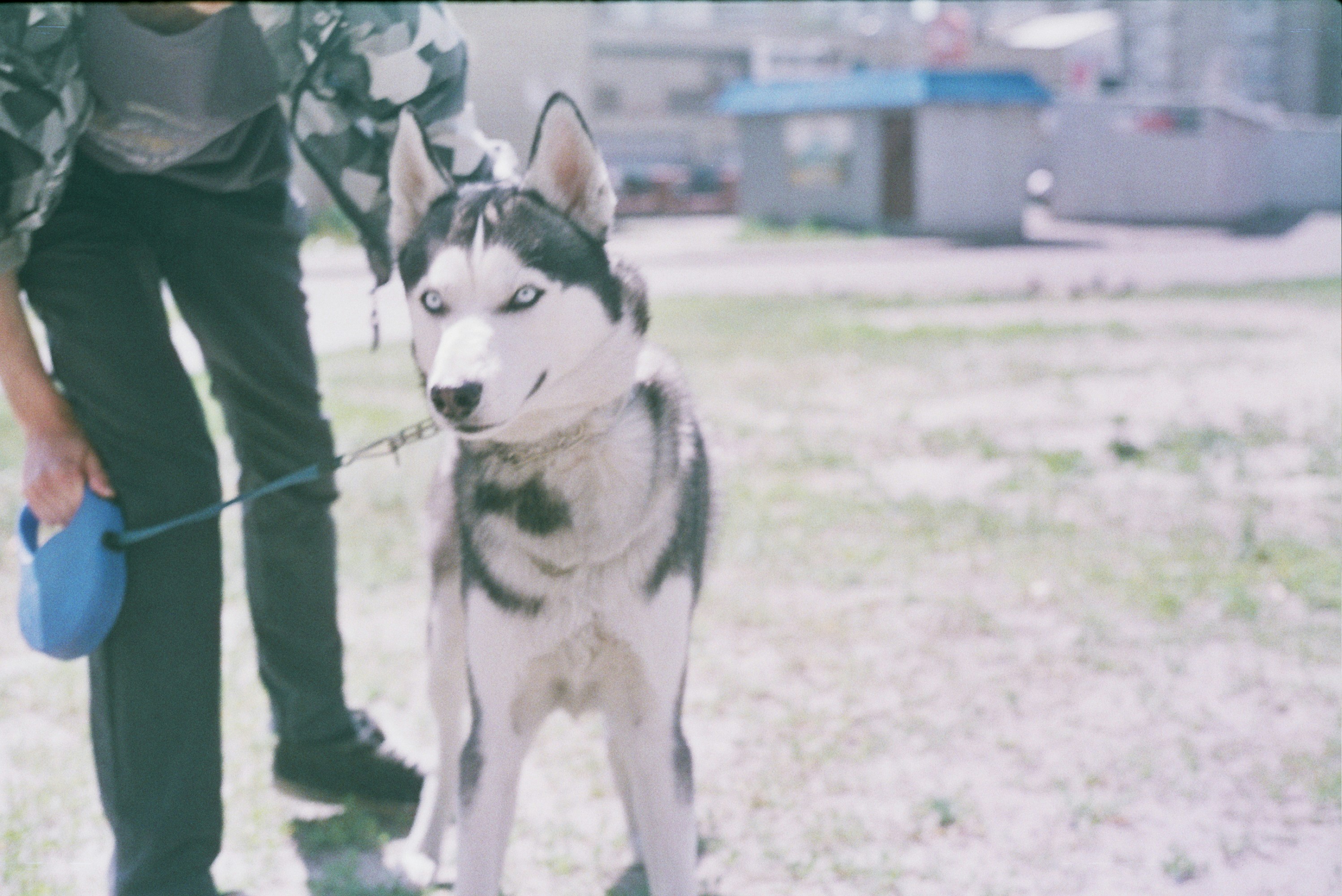 black and white siberian husky