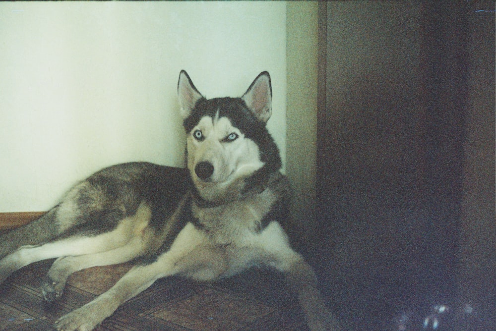 black and white siberian husky