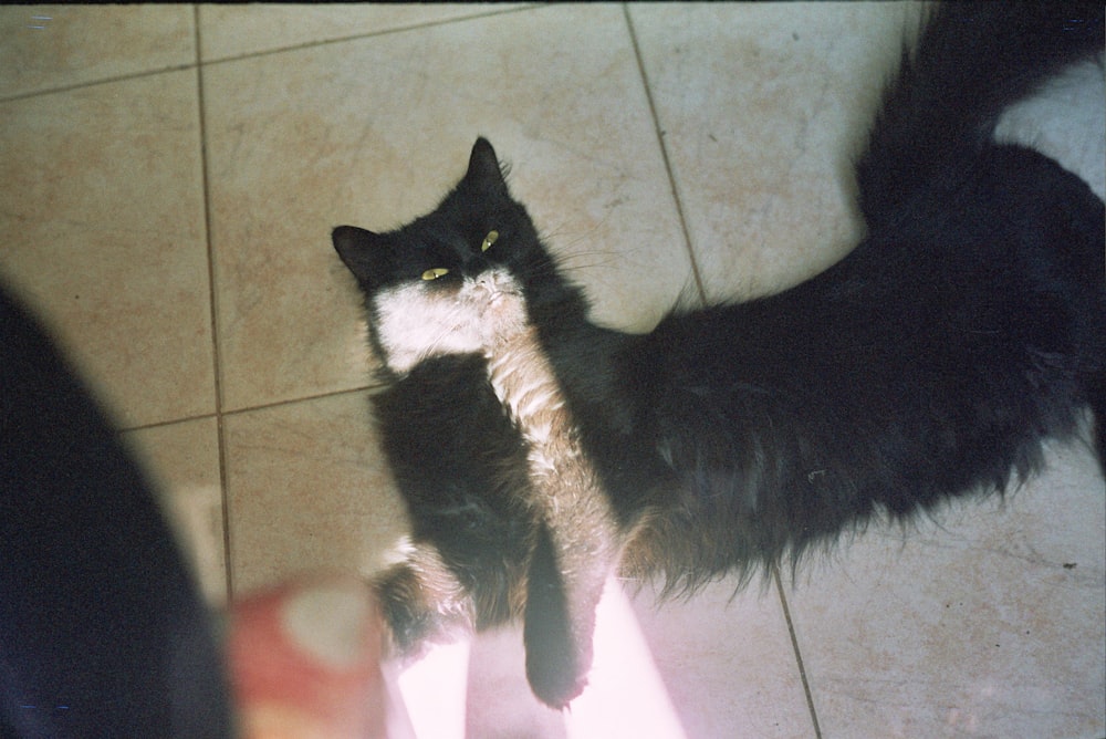 black and white cat on white floor tiles