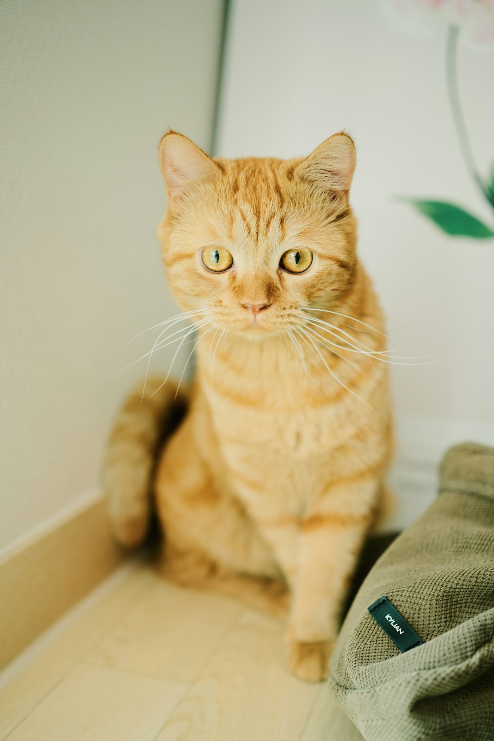 orange tabby cat on white textile