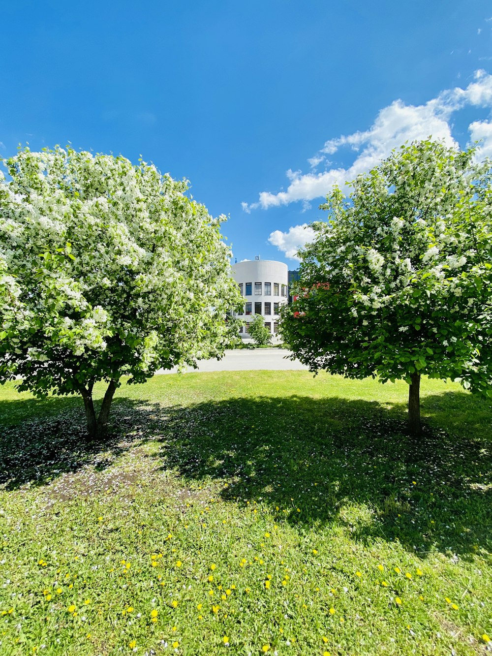 green tree on green grass field near white building during daytime