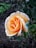 A single peach rose in full bloom with velvety petals, surrounded by a background of green leaves and a slightly blurred earth-toned ground.