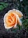 A single peach rose in full bloom with velvety petals, surrounded by a background of green leaves and a slightly blurred earth-toned ground.