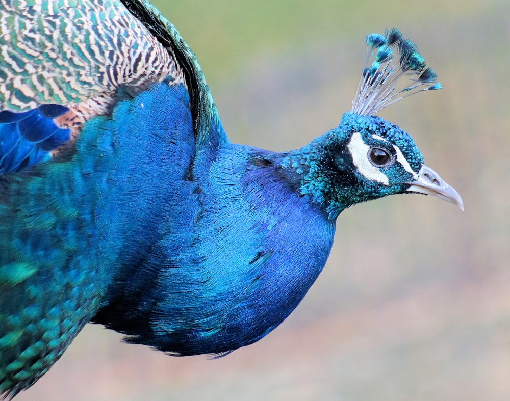 blue and brown peacock in close up photography
