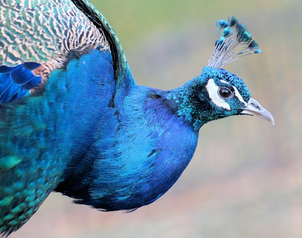 pavone blu e marrone in fotografia ravvicinata