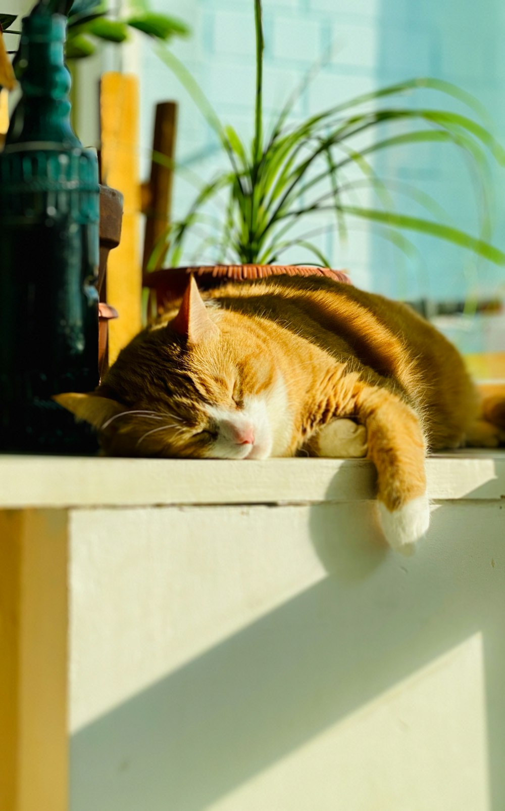 orange tabby cat lying on white wooden table