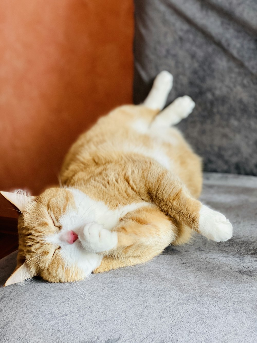 orange and white tabby cat lying on gray textile