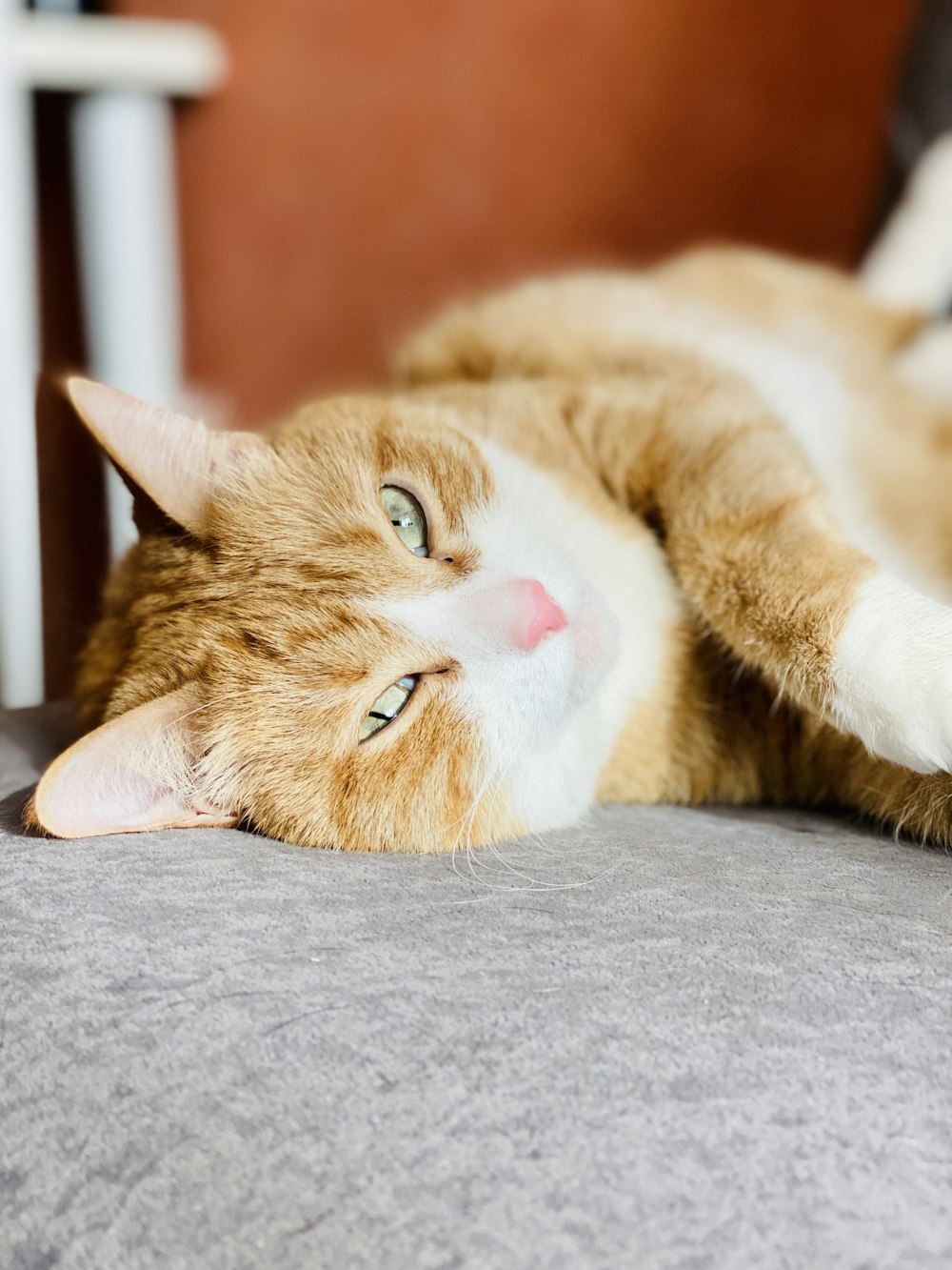 orange tabby cat lying on gray textile