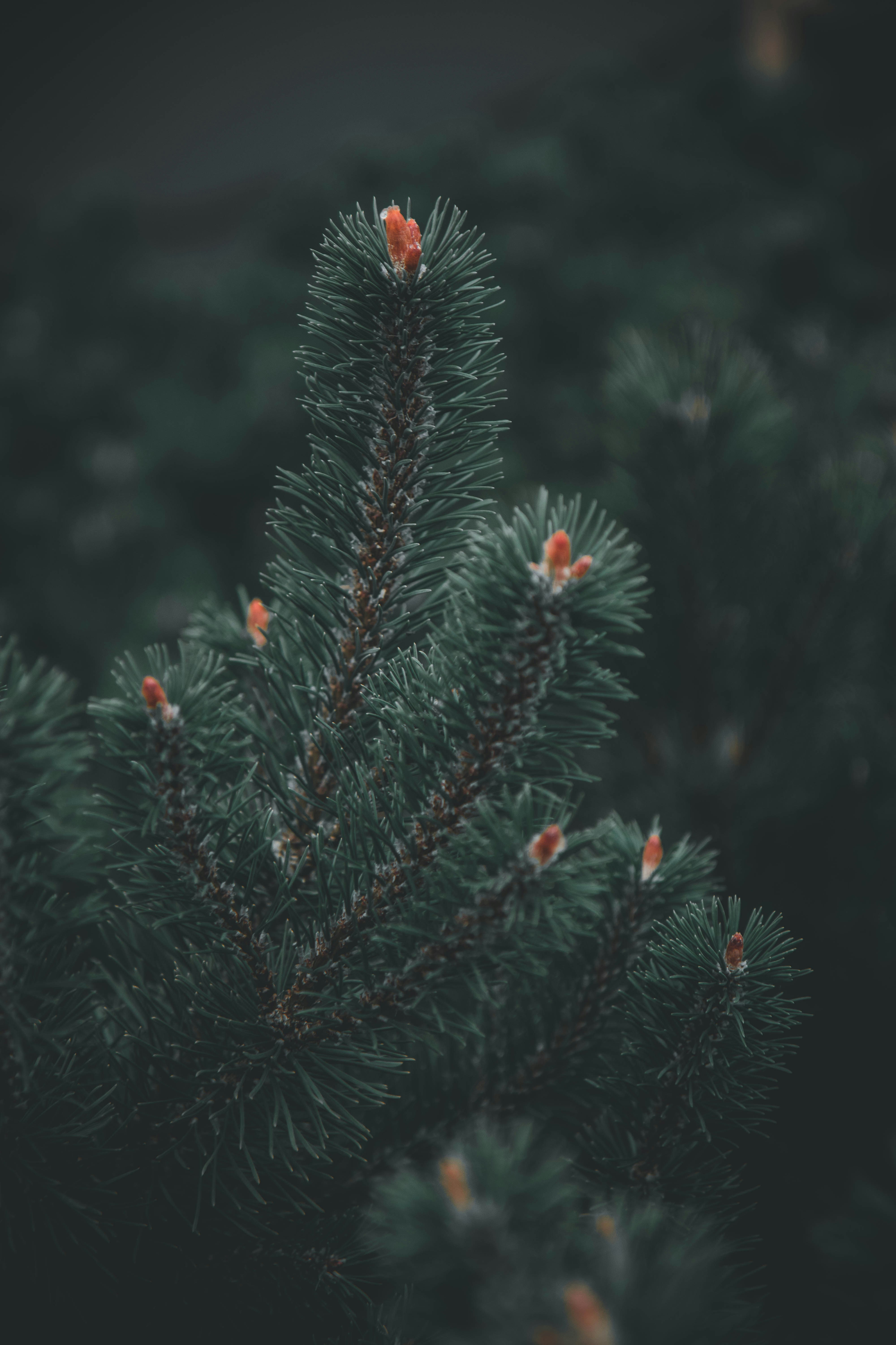 green pine tree with red and white round fruits