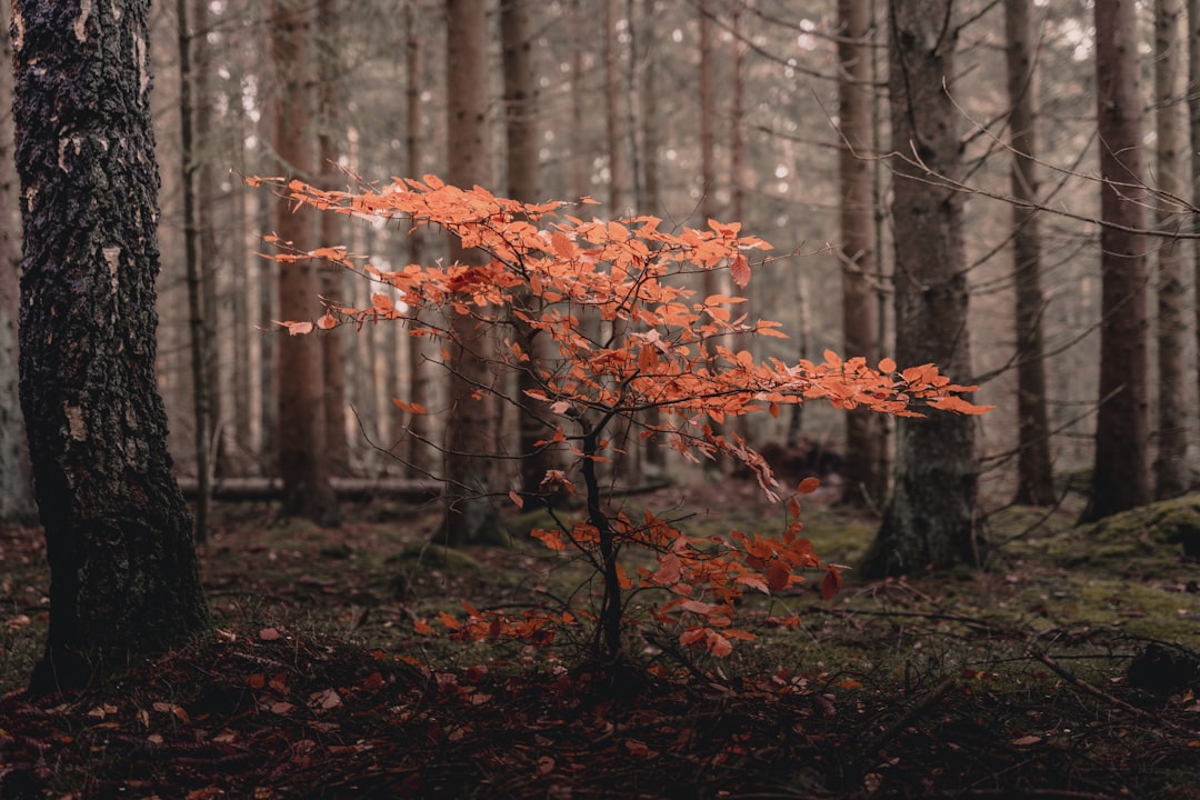 brown leaves on tree branch