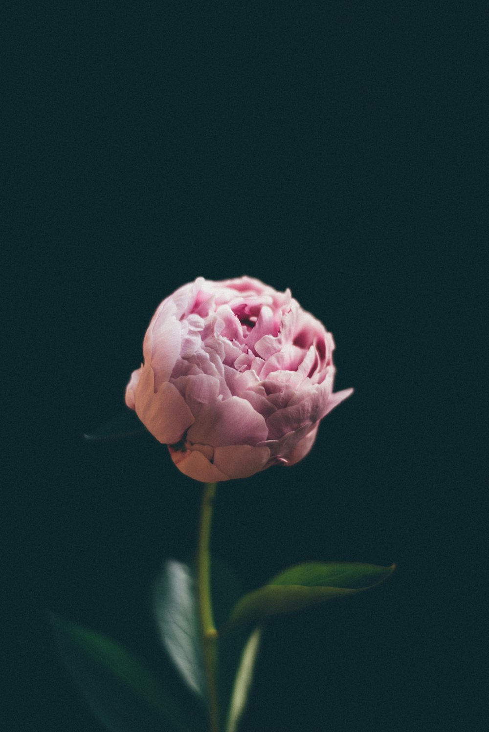 pink rose in bloom close up photo