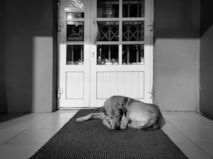 A dog is curled up sleeping on a mat placed in front of a closed white door. The surroundings are minimal, and the atmosphere seems tranquil.