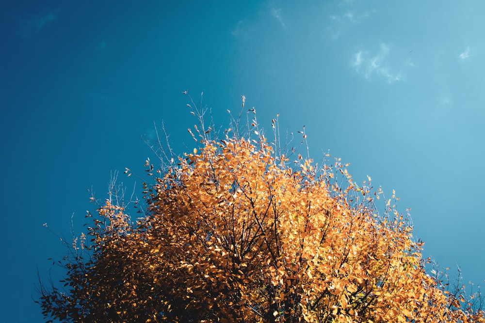 brown tree under blue sky during daytime