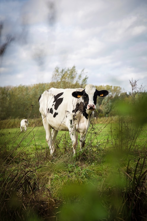 white and black cow on green grass field under white clouds during daytime