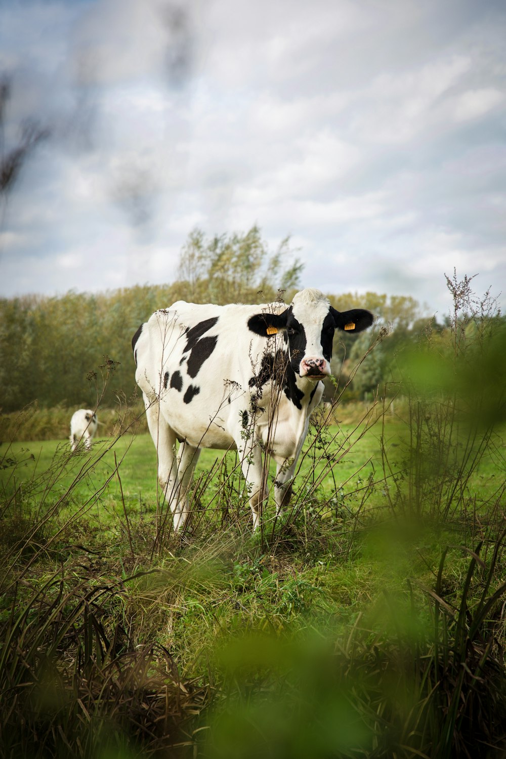 white and black cow on green grass field under white clouds during daytime