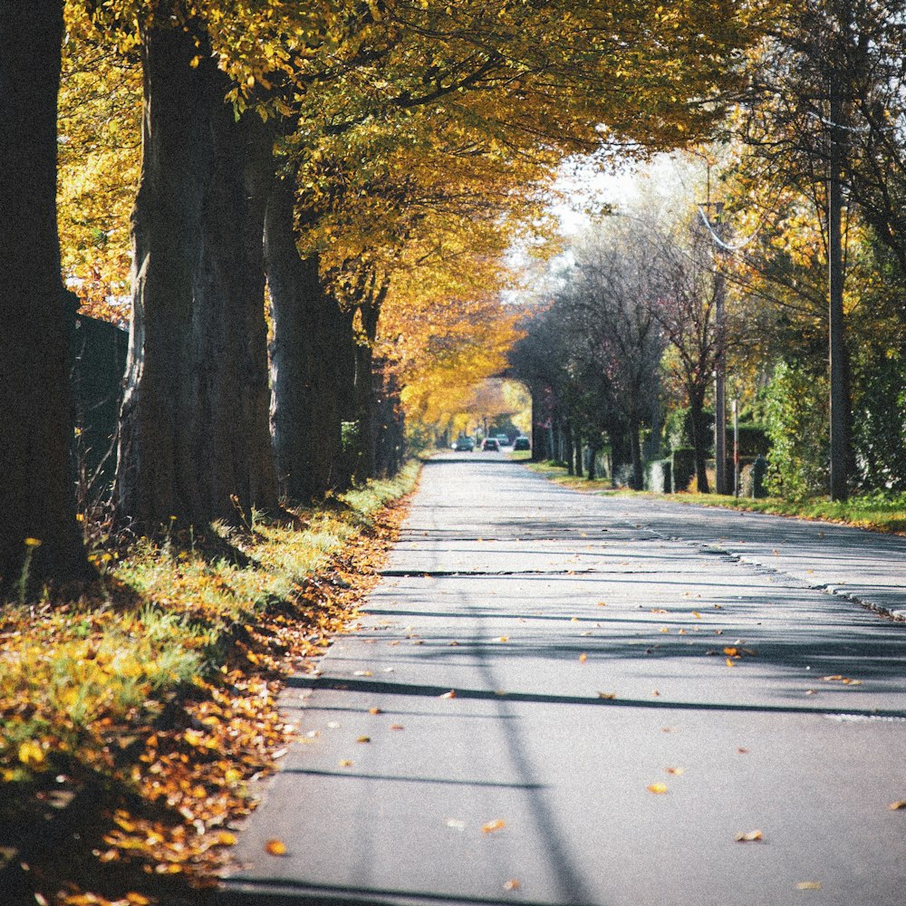 gray concrete road between trees during daytime