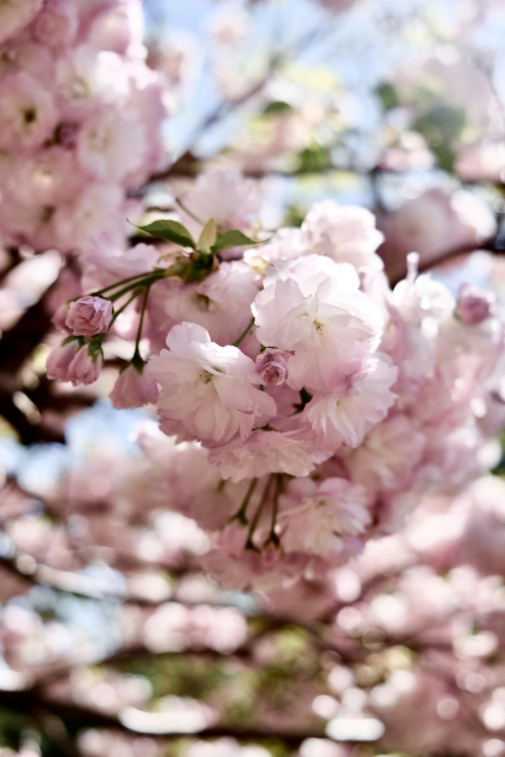 pink cherry blossom in bloom during daytime