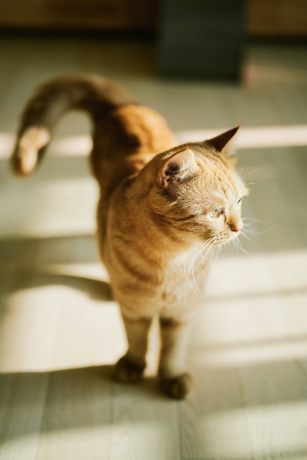 brown tabby cat on white table