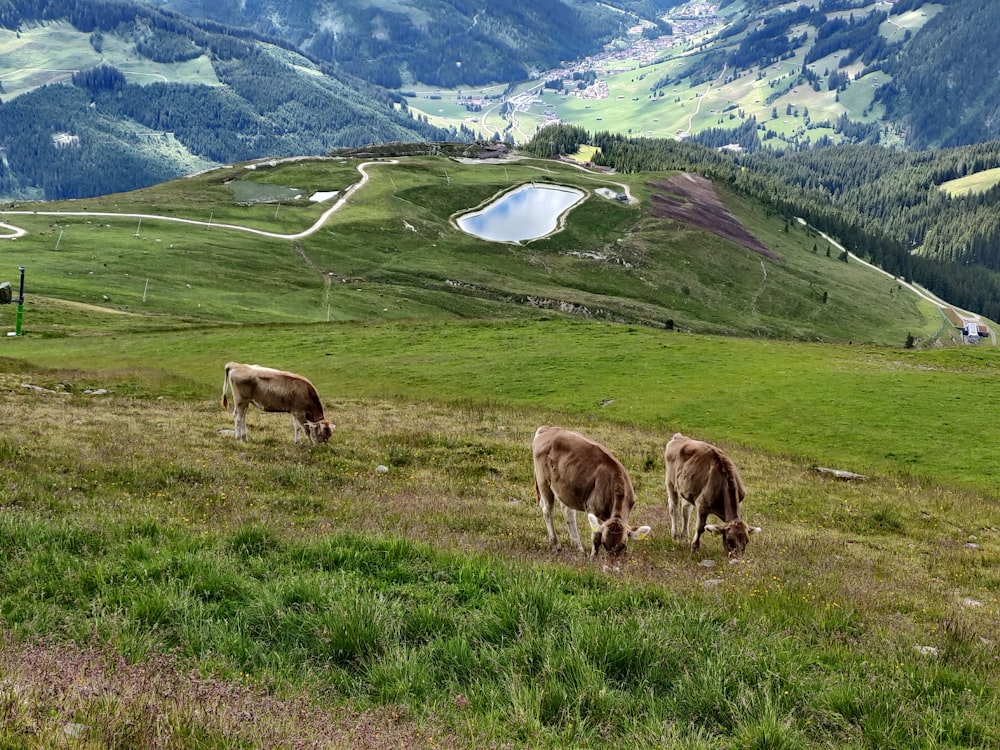 herd of brown and white cow on green grass field during daytime