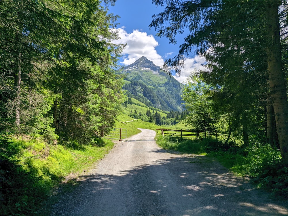 green trees near mountain under blue sky during daytime