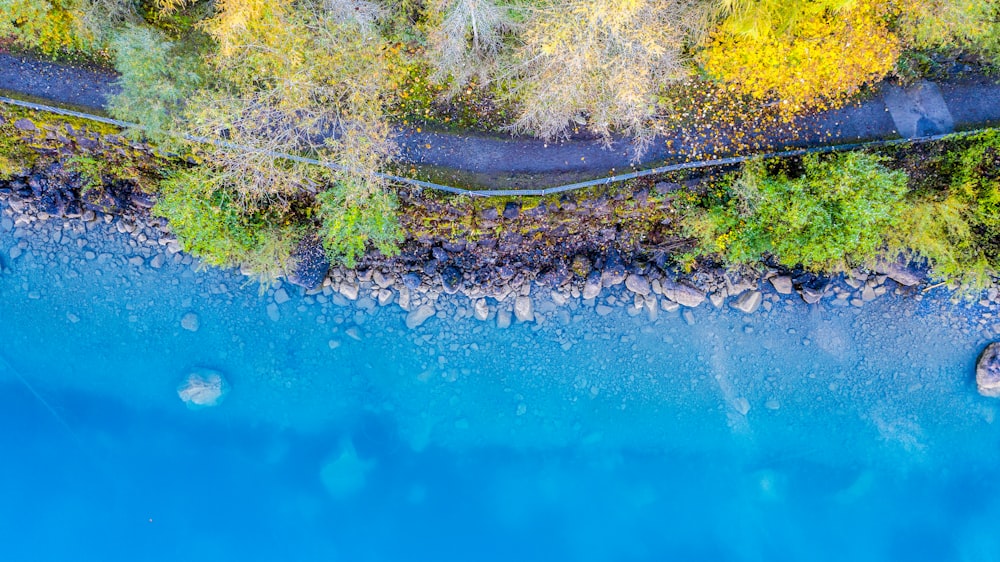 green trees beside body of water