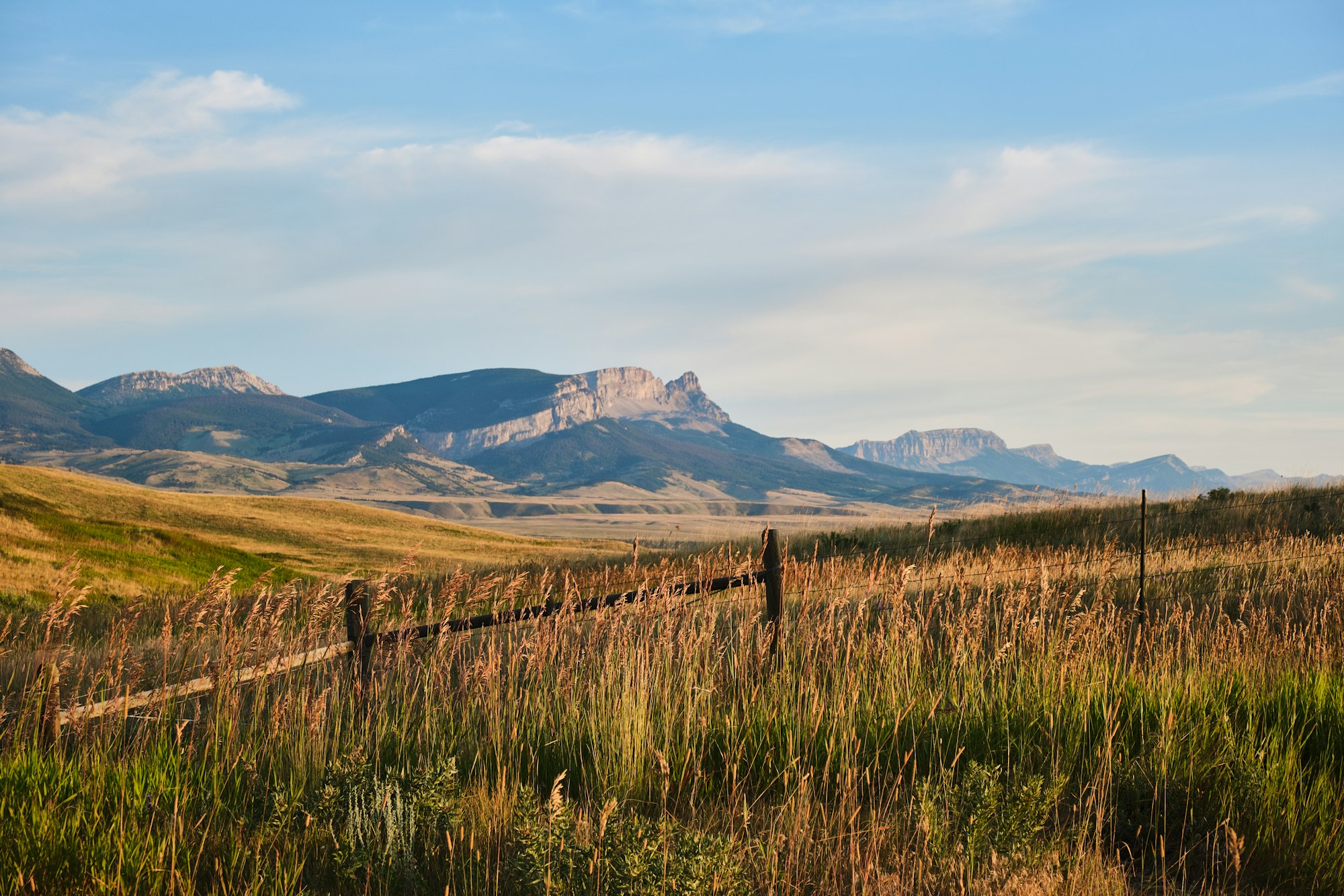 What Surprising Animal Outnumbers Humans In Montana?