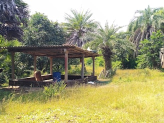 A wooden pavilion stands in a grassy area surrounded by lush green trees and palm species. The structure appears weathered, with a corrugated metal roof and simple wooden supports. A blue barrel and an orange chair are present inside the pavilion.