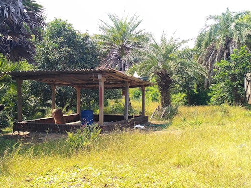 A wooden pavilion stands in a grassy area surrounded by lush green trees and palm species. The structure appears weathered, with a corrugated metal roof and simple wooden supports. A blue barrel and an orange chair are present inside the pavilion.