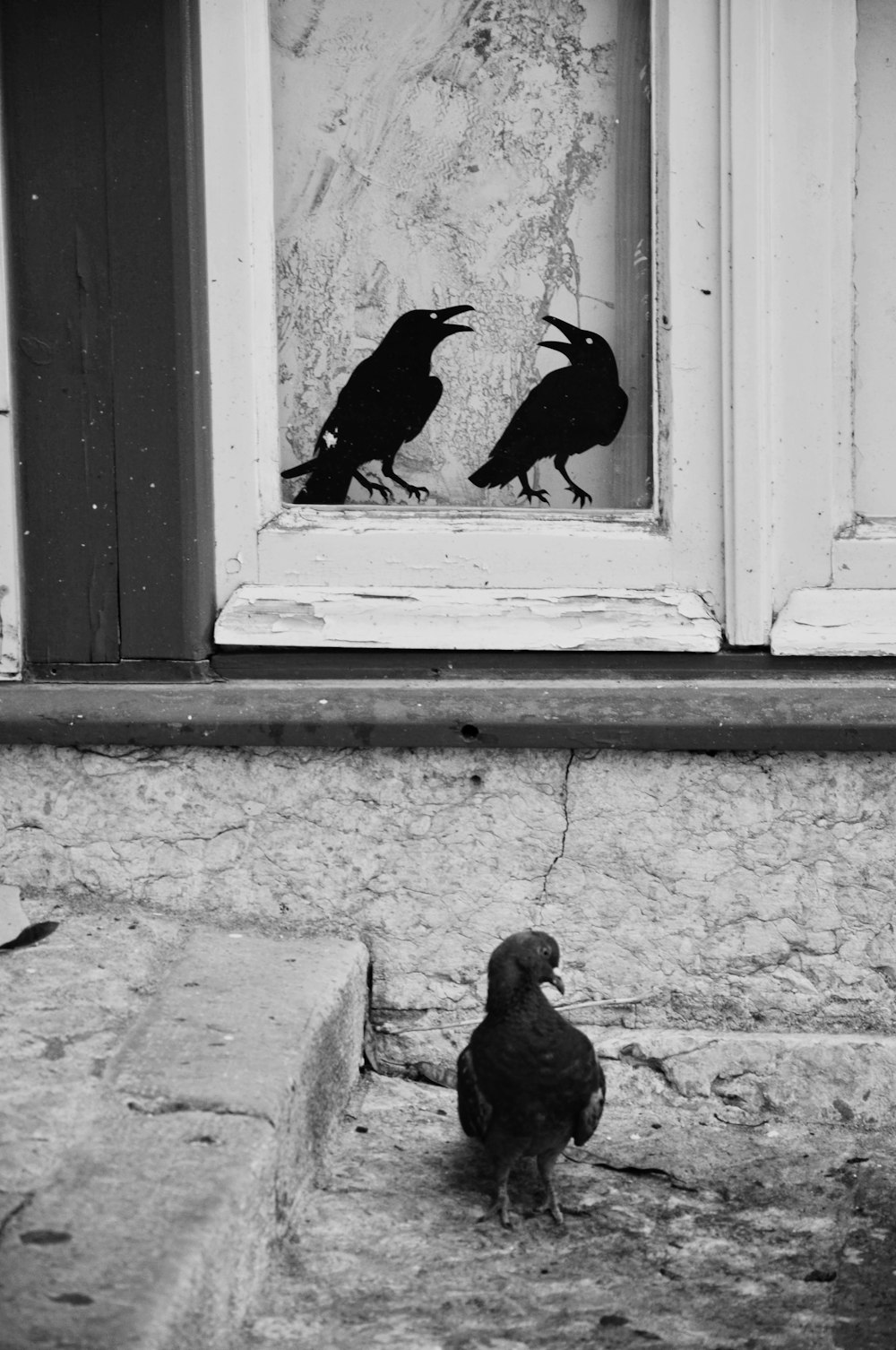 black and white photo of 2 birds on window