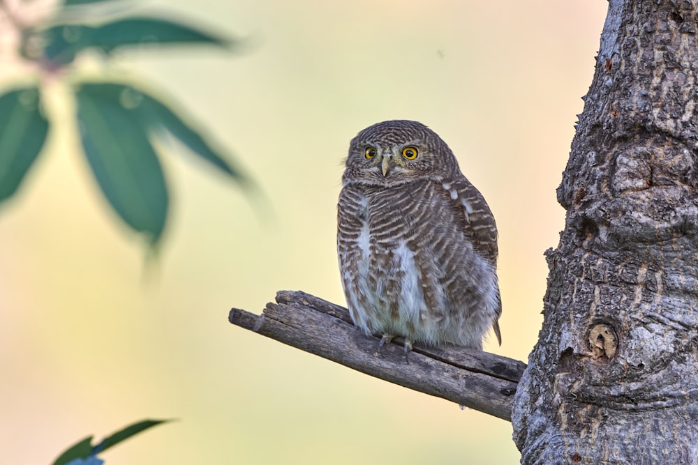 brown owl perched on brown tree branch