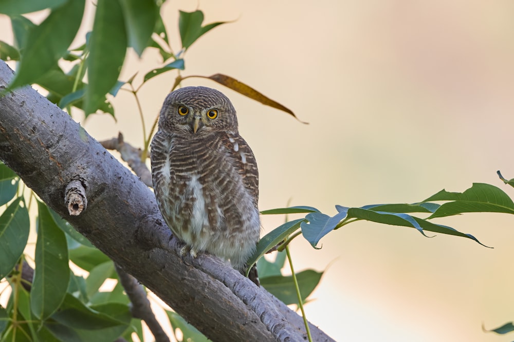 brown and white owl perched on tree branch
