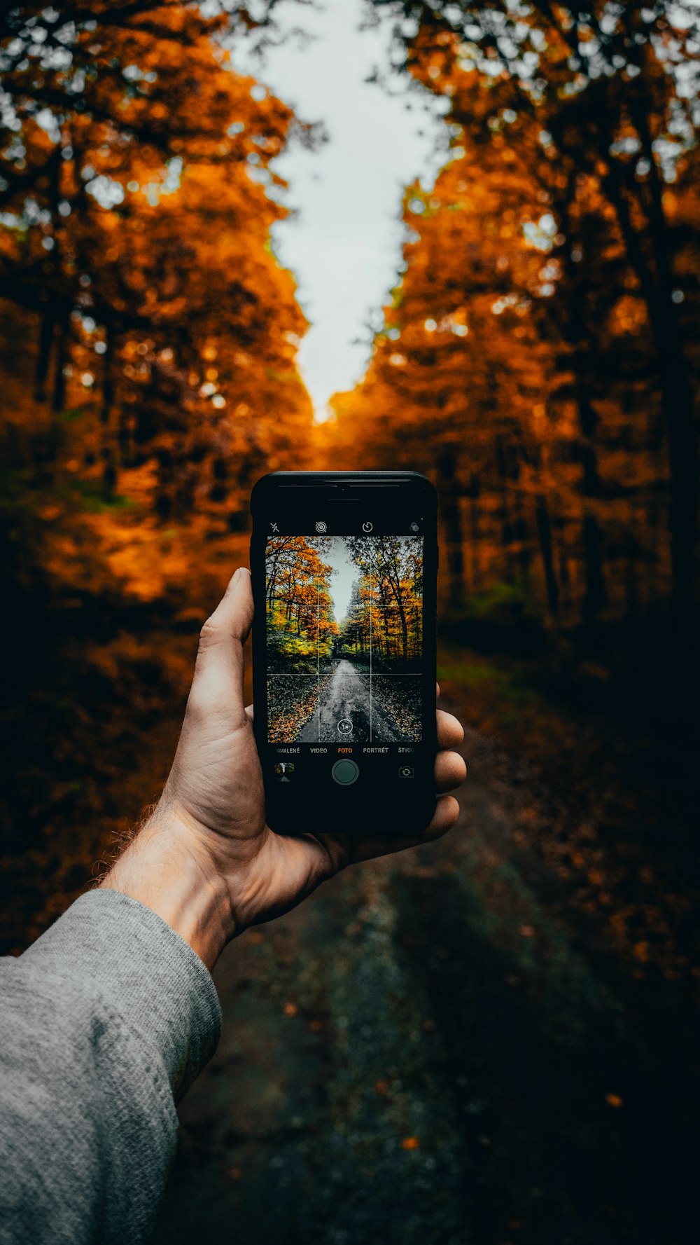 person holding black iphone 5 taking photo of brown trees during daytime