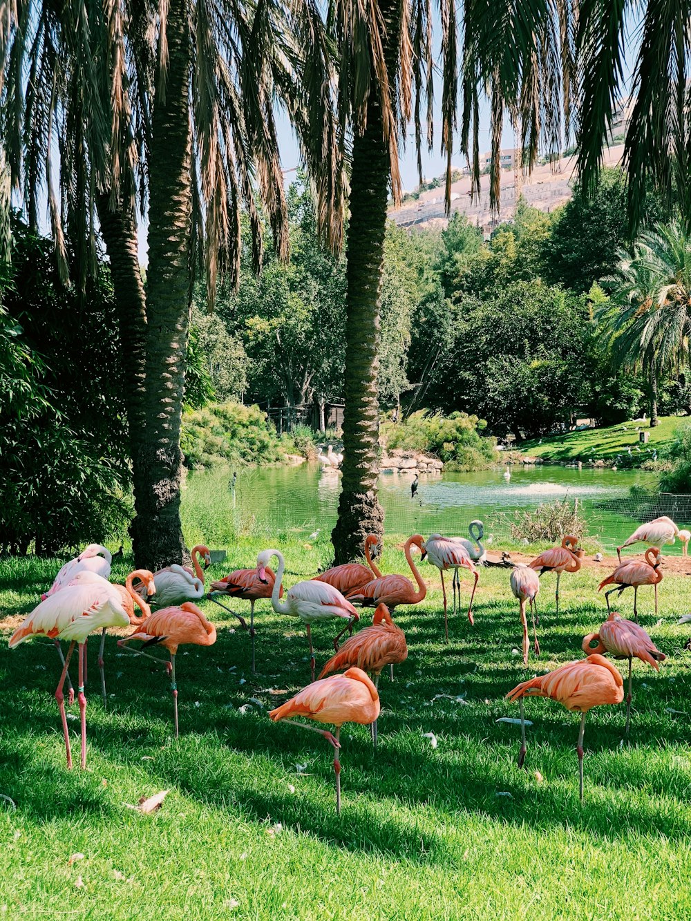 flock of flamingos on green grass field during daytime